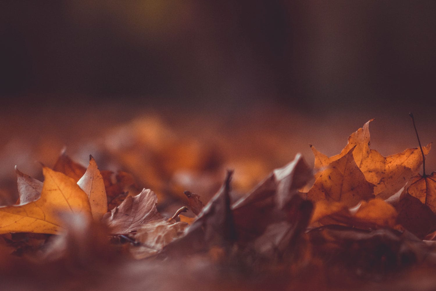 thanksgiving, leaves, fall